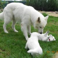 Diabolo et ses bb... quelle attention