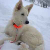 Jolie Jenna (Fastoch' x Multi Ch beau Brit) en Norvège