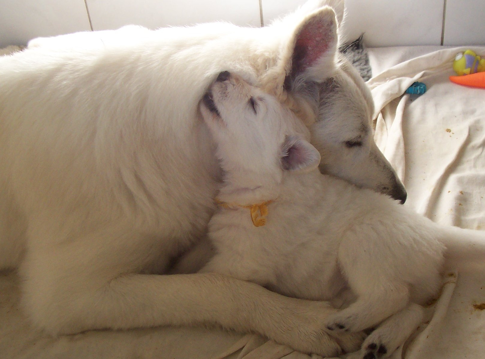 Tendresse avec Dzanackh