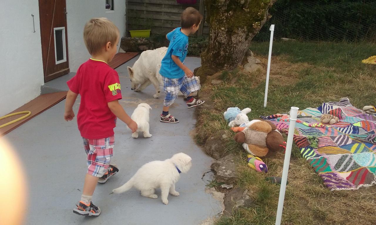 visite chez les chiots