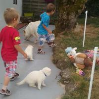 visite chez les chiots