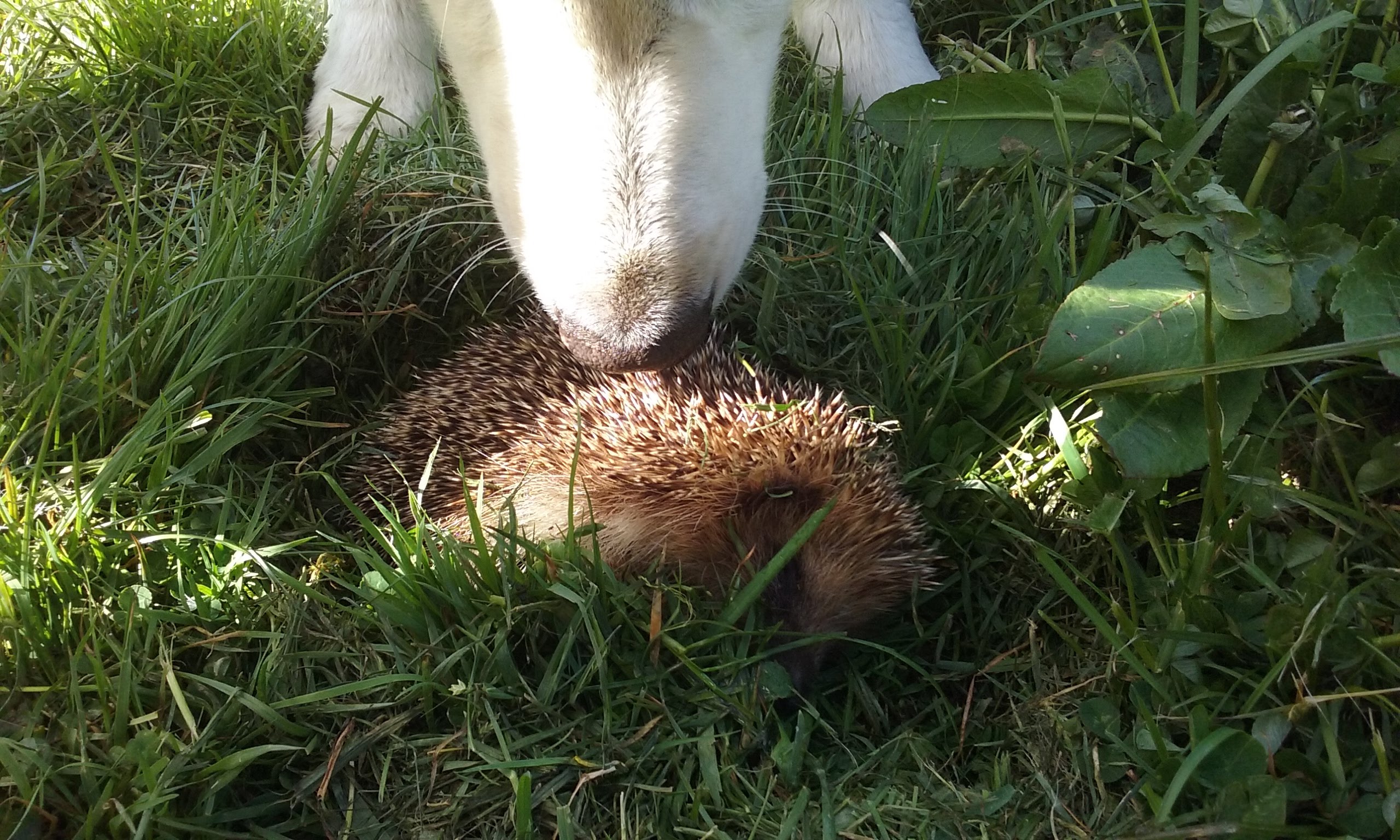 Rencontre avec un hérisson