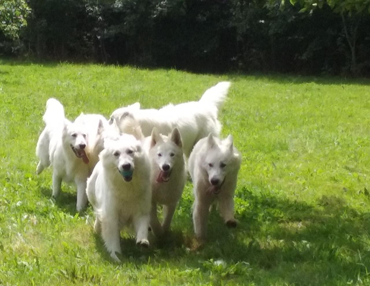 Bbs des chemins du Poitou