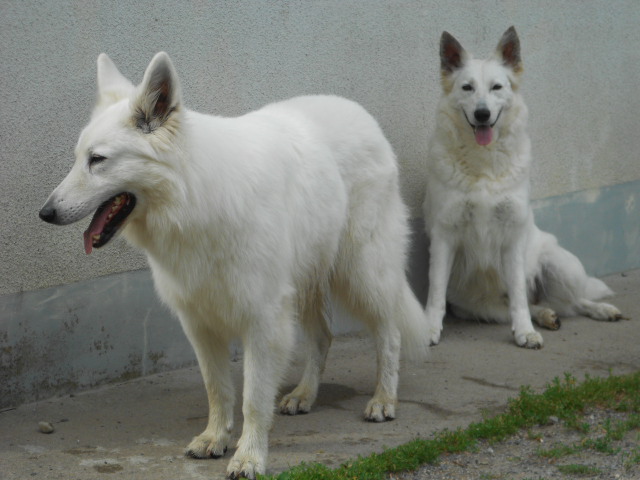 Dzanackh et Diabolo