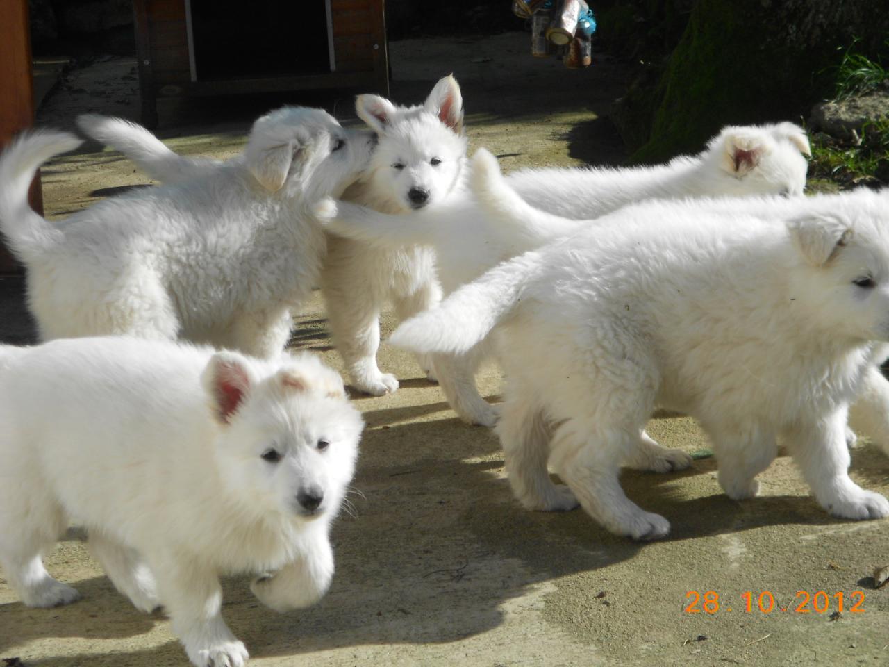 La famille au complet BB de Fastoch' x Diabolo