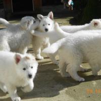 La famille au complet BB de Fastoch' x Diabolo