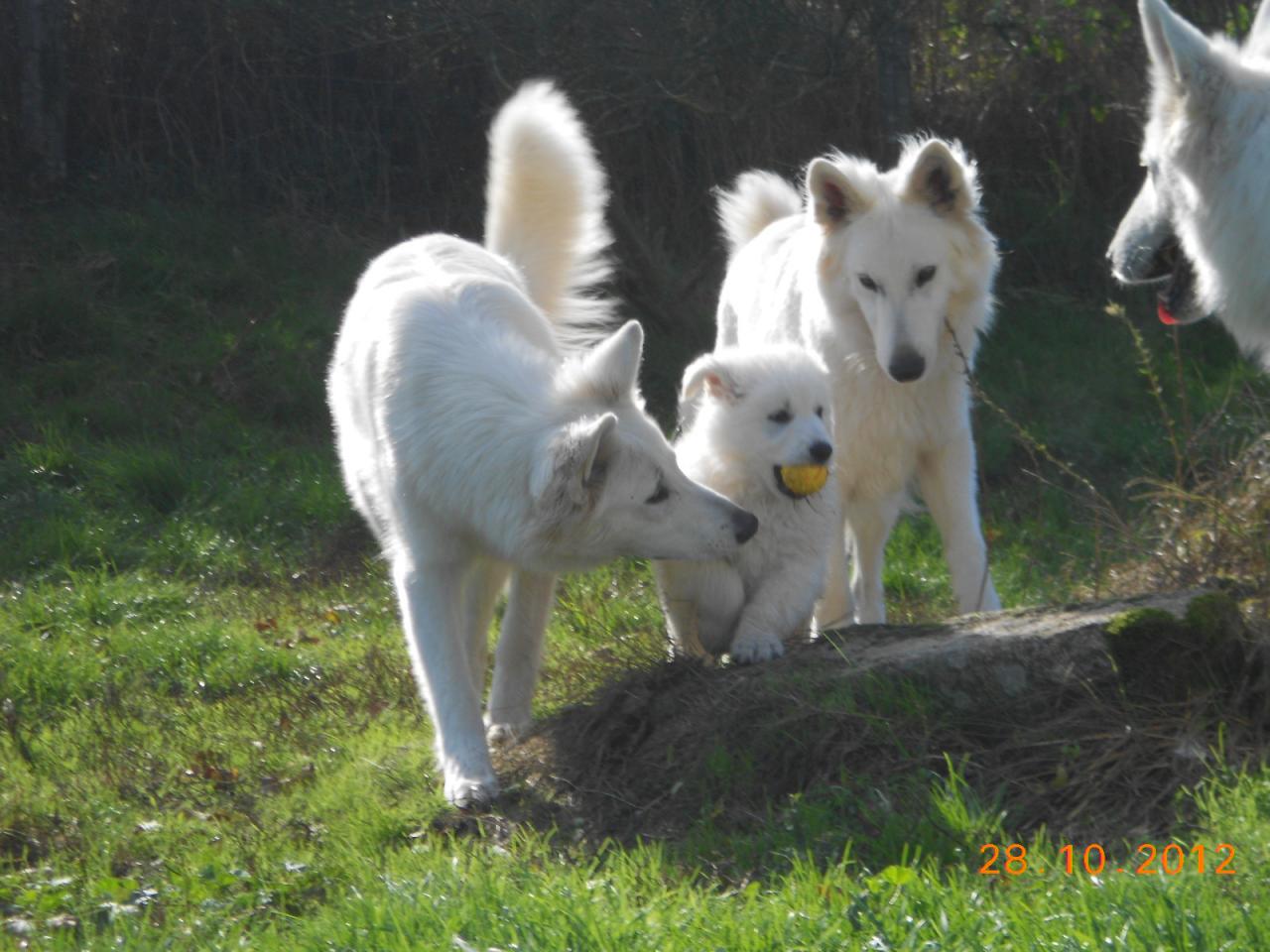 Hélios (Fastoch' x Diabolo) a pris leur balle !