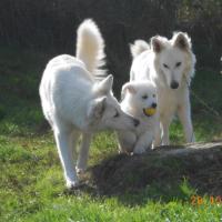 Hélios (Fastoch' x Diabolo) a pris leur balle !