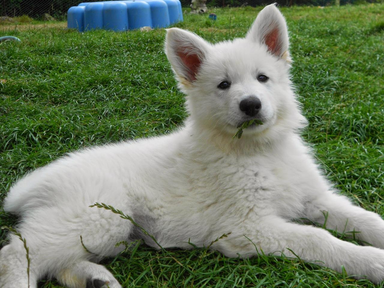 comment, je mange de l'herbe ? Non, Non ...