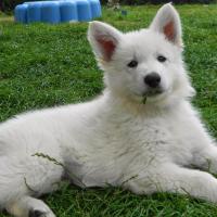 comment, je mange de l'herbe ? Non, Non ...