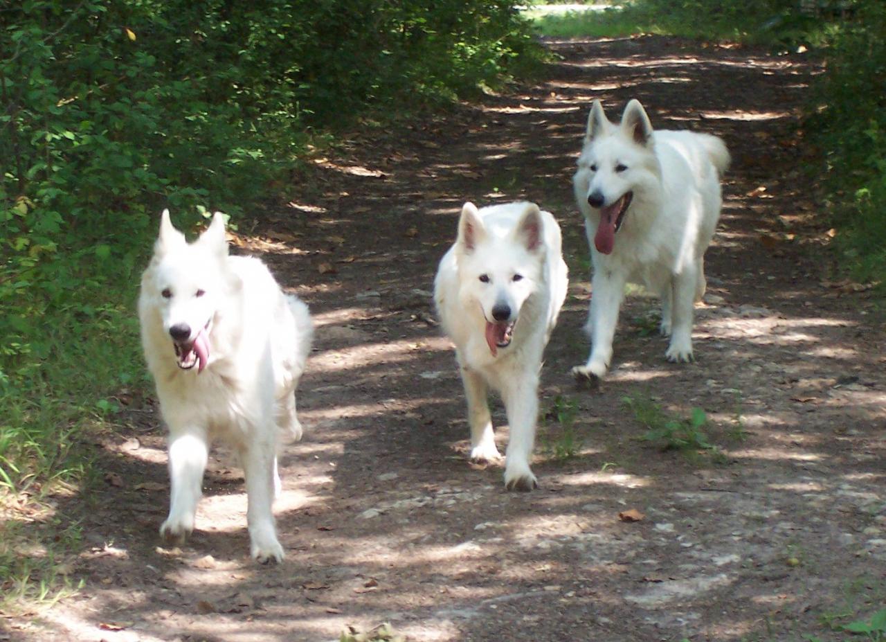 BBS en forêt