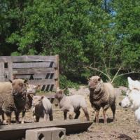 Fastoch' et les moutons d'Annie