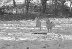 COURSE DANS LA NEIGE