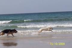 DSCHUBBA AU BORD DE MER