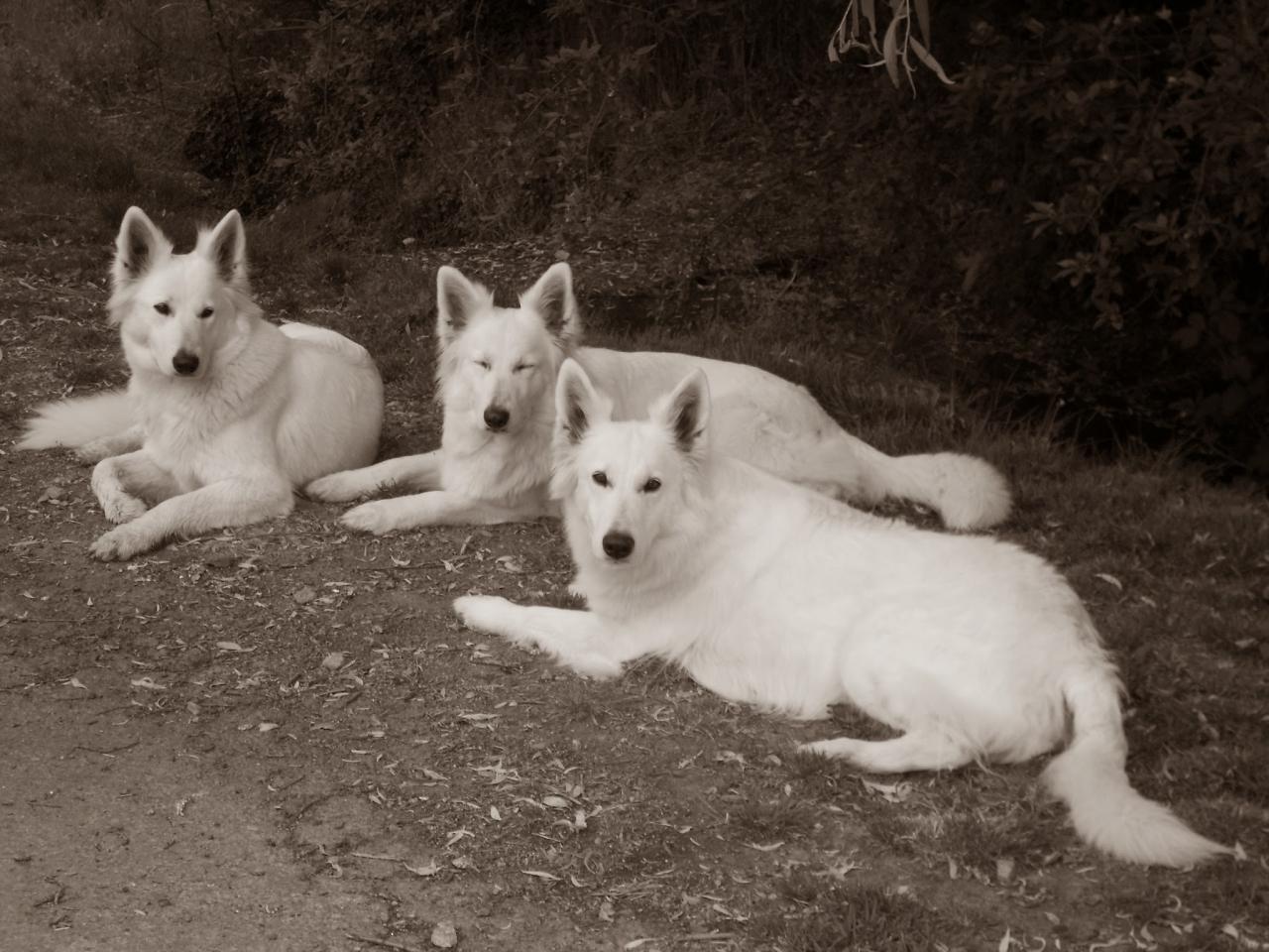 Berger Blanc Suisse des Chemins du Poitou