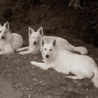 Berger Blanc Suisse des Chemins du Poitou