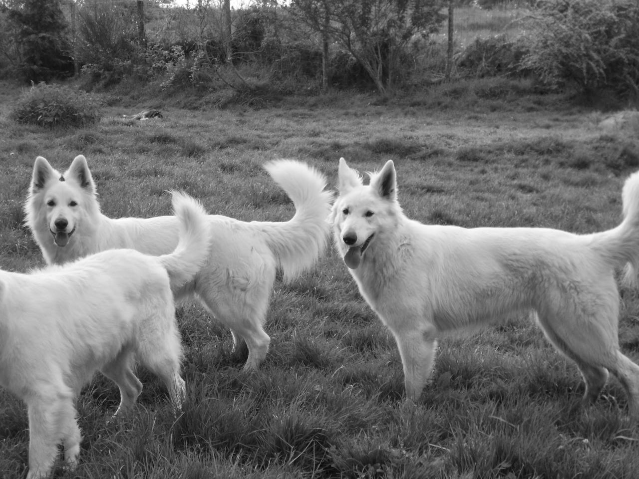 BBS des chemins du Poitou