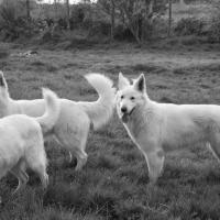 BBS des chemins du Poitou