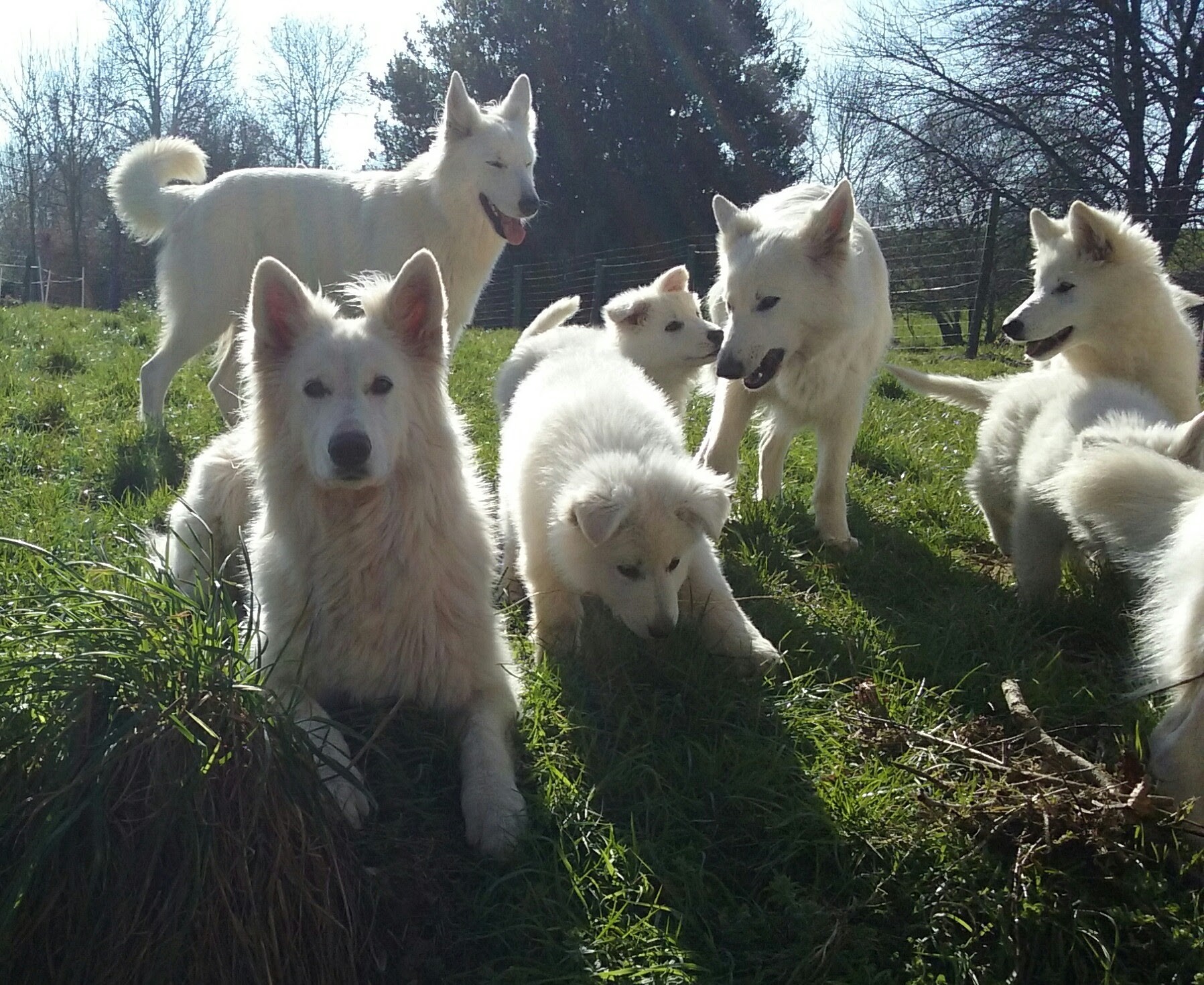 Famille bbs