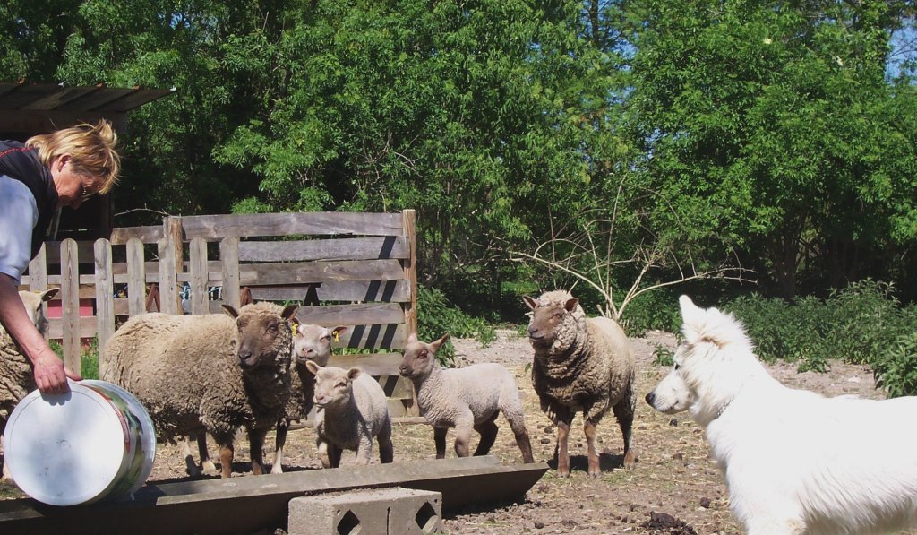 Fastoch' et les moutons d'Annie - 20-042011 007
