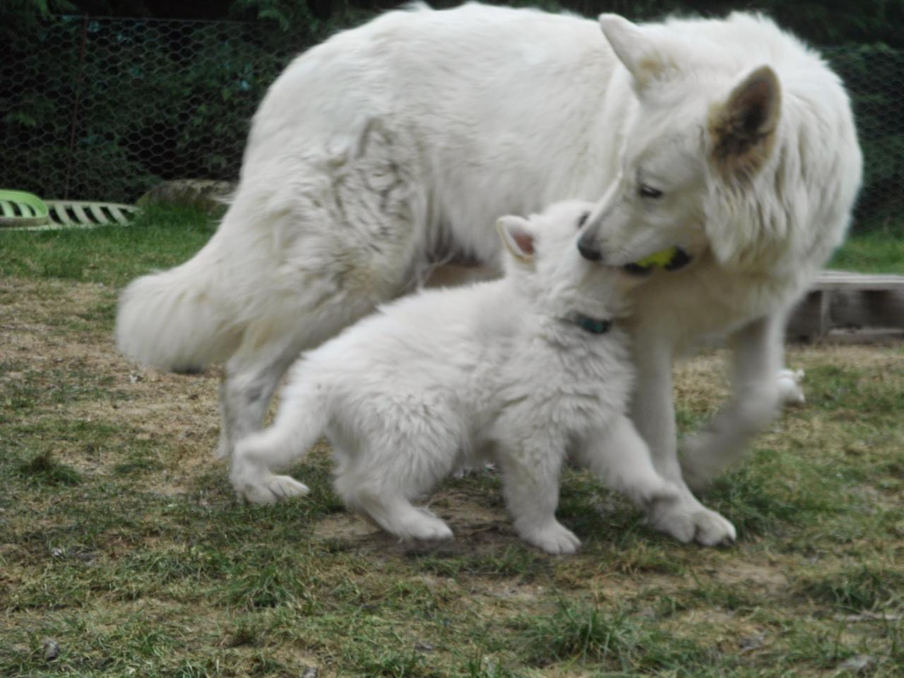 Dschubba et un bb