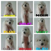 photos chiots