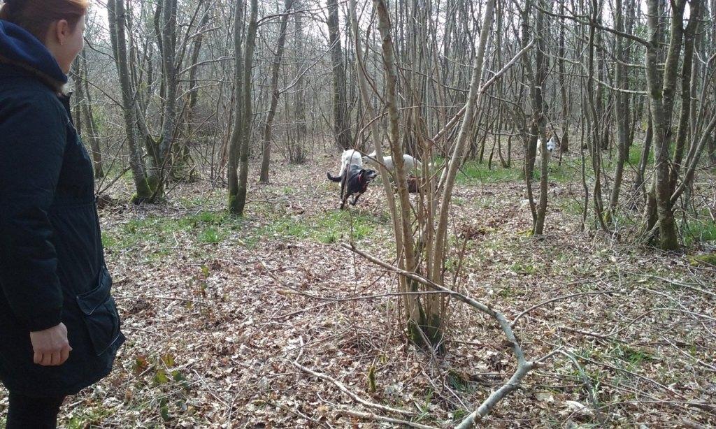 promenade en forêt