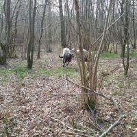 promenade en forêt