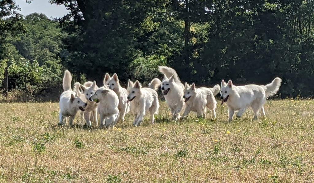 Bbs des chemins du poitou 3