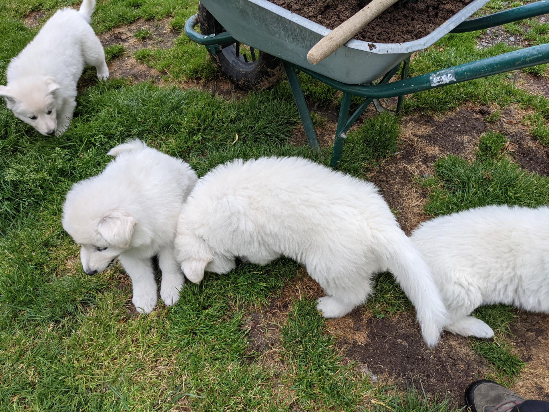 Pxl 20210512 143259126 mp