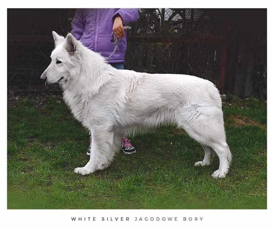 White sylver jagodowe bory