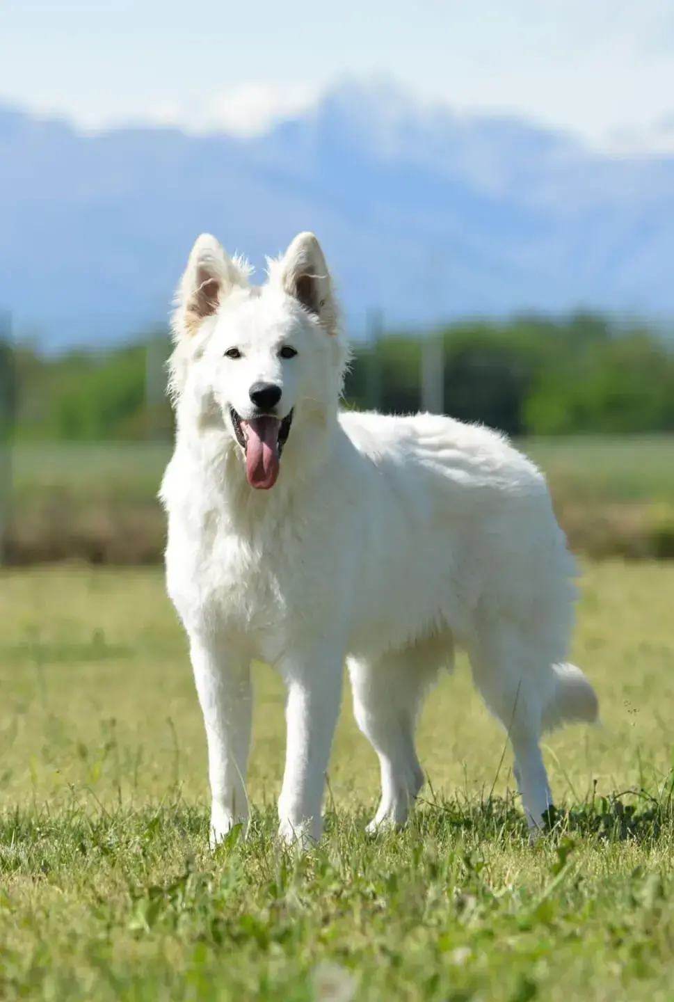 Yulevomfriaulerzar 1